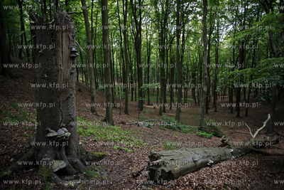 Sopot. Las. 13.06.2012 fot. Krzysztof Mystkowski /...