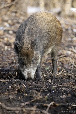 Gdansk. Odlownia dzikow w Parku Reagana.
27.02.2013
fot.Krzysztof...