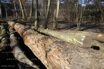 Wycinka drzew na terenie bylego Wojskowego Osrodka...