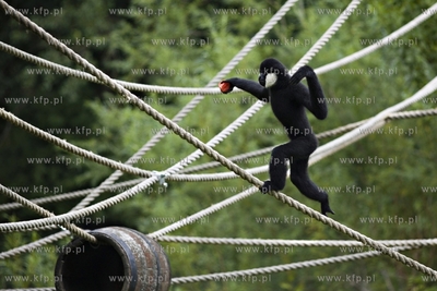 Gdańsk. Zoo. Nz. gibon.
28.07.2015
fot. Krzysztof...