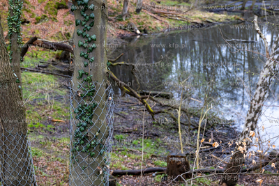 Sopot. Staw Mazowiecki. Drzewa zabiezpieczone siatką...