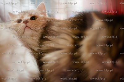 Gdansk. Galeria Baltycka. Obchody swiatowego dnia kota....