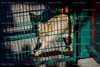 Gdansk. Oliwskie Zoo. Przyjazd czterech lwow, trzech...