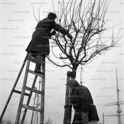 Pielegnacja drzewek na Skweru Kosciuszki w Gdyni.
10.01.1968
0001278z_styczen1968
Fot....