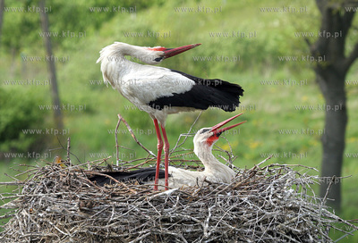 Bociany. 05.2006 fot. HS / KFP