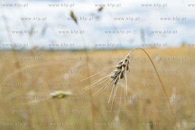Chwaszczyno.11.07.2019 Fot. Anna Bobrowska / KFP