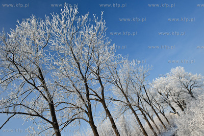 Piekna zima na zabytkowej ul. Wiezyckiej w Gdansku-Lostowicach.
16.01.2010
fot....
