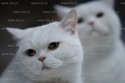 Sopot. Miedzynarodowa wystawa kotow. 08.08.2010 fot....