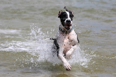 Gdańsk Brzeźno. Puchar Polski Psów Ratowniczych.
14.06.2015
fot....