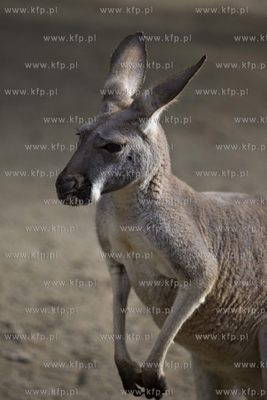 Gdańsk. Zoo. Nz. kongury.
28.07.2015
fot. Krzysztof...