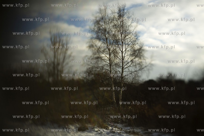 Park Ronalda Reagana.
20.01.2016
fot. Krzysztof Mystkowski...