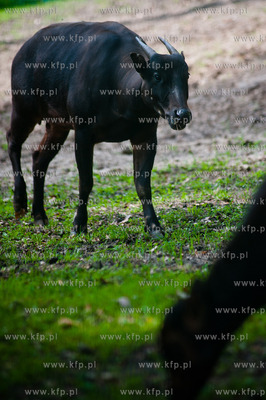 Gdansk. Oliwskie zoo.
Nz Anoa
14.05.2013
fot. Mateusz...