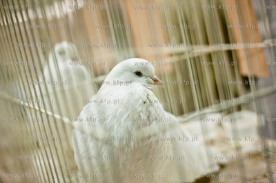 Gdansk. Gdansk. Amber Expo. 8. Miedzynarodowe Targi...