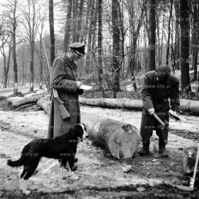 Kontrola leśnika podzas prac leśnych. (lata50)
1958
0005244z
Fot....