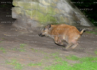 Dziki pojawily sie przy karczmie Harnas w okolicach...