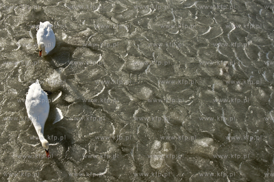 Mrozny poranek w Gdyni Orlowie. Nz. labedzie przedostajace...