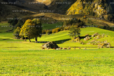 Szwajcaria, Guttannen, Berno. Jesienne Alpy w okolicy...