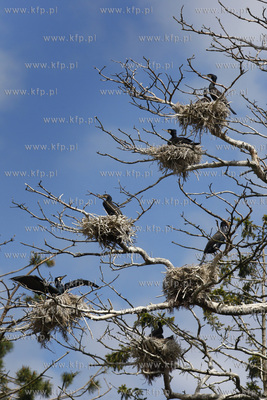 Rezerwat ornitologiczny w Katach Rybackich. Nz Kormorany....