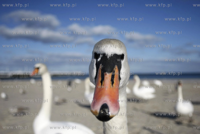 Sopot. Plaza. Labedzie.
03.03.2010
fot. Krzysztof...