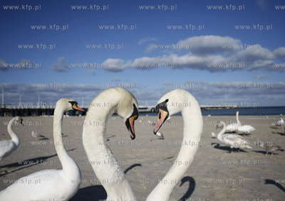 Sopot. Plaza. Labedzie.
03.03.2010
fot. Krzysztof...