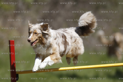 Gdynia Kolibki. Adventure Park. Festyn  Pies w Wielkim...