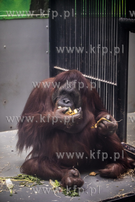 I roku kampanii Ocalmy Orangutany #olejolej w gdańskim...