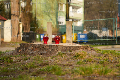 Znicze na ściętym drzewie przy ul. Kartuskiej w Gdańsku....