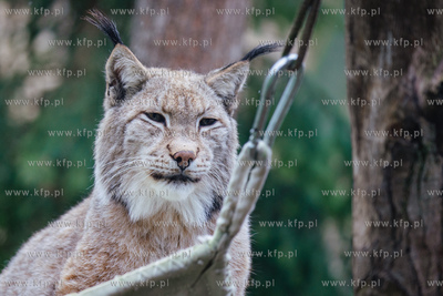 Gdański Ogród Zoologiczny. Nz. Ryś. 26.04 2023 /...