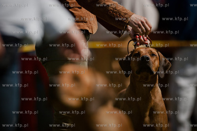 Sopot. Hipodrom. XX Miedzynarodowa Wystawa Psow Rasowych.
12.08.2012psyt
fot....