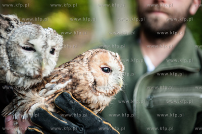 Gdansk. Oliwa. Lesniczowka Wroblowka. Wypuszczenie...