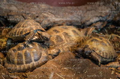 Uniwersytet Gdanski. Wydzial Biologii. Terrarium zamieszkale...