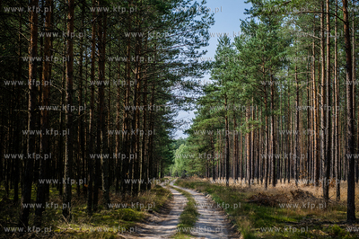 Powiat Koscierski. Sciezka lesna.
04.08.2015
fot....