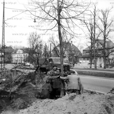 Pracownicy zieleni miejskiej podczas sadzenie drzew...