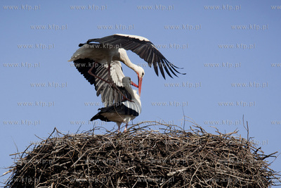 Tykocin nad Narwia. Pod koniec kwietnia zaczynaja sie...