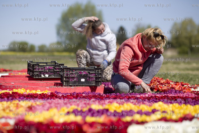 Mokry Dwór koło Pruszcza Gd.  Przygotowania do Żuławskiego...