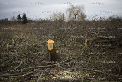 Wycinka drzew przy ul. Kochanowskiego w Gdańsku.
28.02.2017
fot....