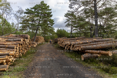 Wycinka lasu w okolicach Słajszewa w woj. pomorskim...