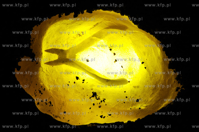 Gdansk. Ul. Szopy. Instalacja autorstwa Freda Hatta...