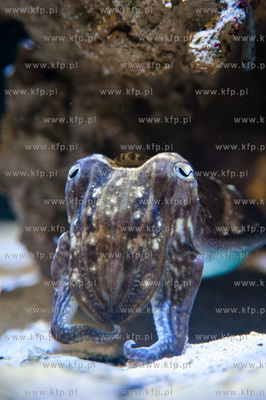 Akwarium Gdynskie Morskiego Instytutu Rybackiego -...