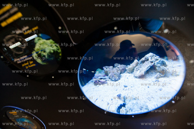 Akwarium Gdynskie Morskiego Instytutu Rybackiego -...