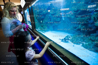 Akwarium Gdynskie Morskiego Instytutu Rybackiego -...