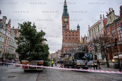 Gdansk. Dlugi Targ. Operacja stawiania swiatecznej...