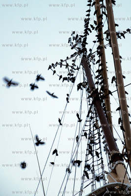 Tysiace ptakow przeslonilo w sobote wieczorem niebo...