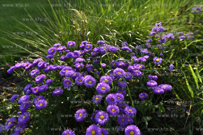 Gdansk. Park Reagana 29.08.2015 fot. Jan Harb Sieminski...
