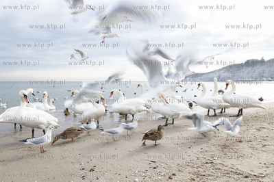 Zima w Gdyni. Plaża Miejska.31.01.2021 Fot. Anna...