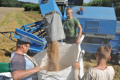 Zniwa pszenzyta na polach w Sulminie na Kaszubach....