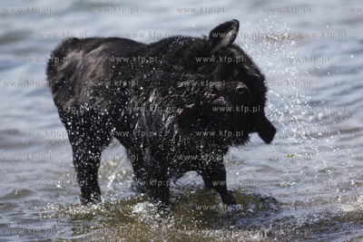 Psie sposoby na upaly.
31.05.2011
fot. Krzysztof...