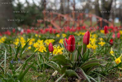 Wiosenne kwiaty na Skwerze Imienia Polskich Harcerzy...