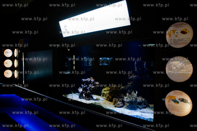 Akwarium Gdynskie Morskiego Instytutu Rybackiego -...