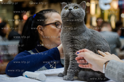 Gdansk. Wrzeszcz. Dzien Kota w CH Galeria Baltycka.
21.02.2016
fot....